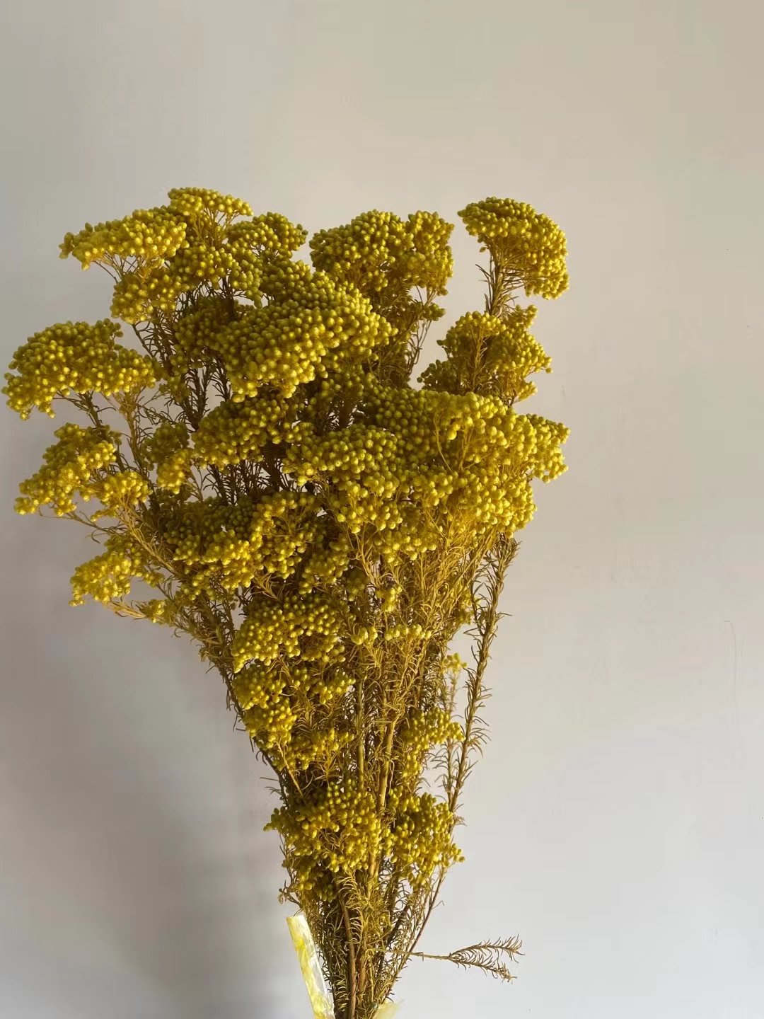 Yunnan DIY Preserved Flower Rice flower Ozothamnus For floral centerpieces for wedding table
