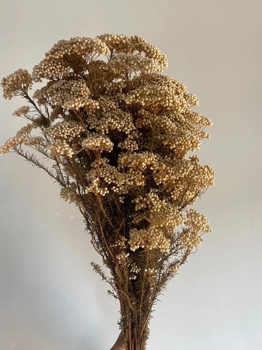 Yunnan DIY Preserved Flower Rice flower Ozothamnus For floral centerpieces for wedding table