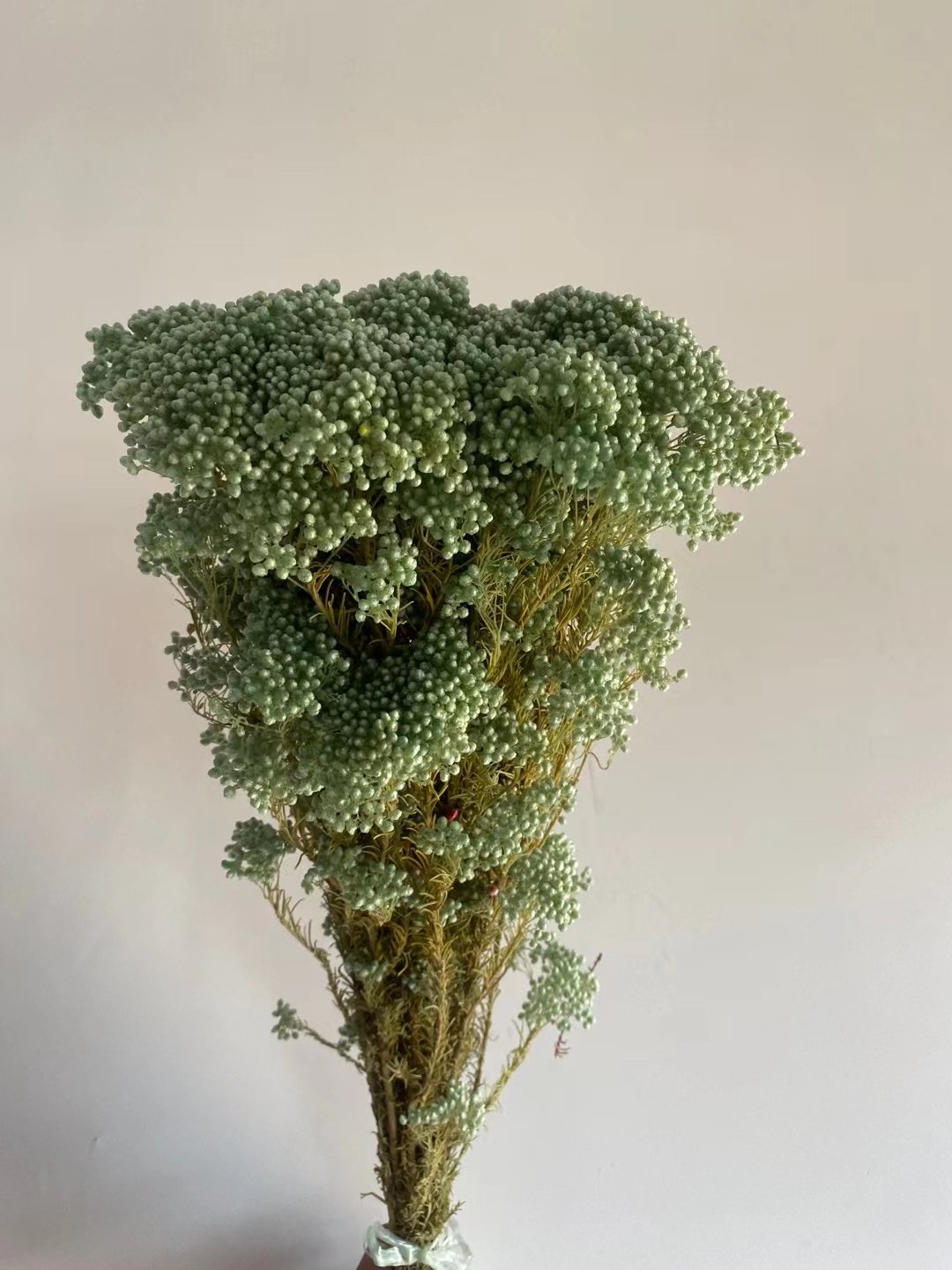 Yunnan DIY Preserved Flower Rice flower Ozothamnus For floral centerpieces for wedding table