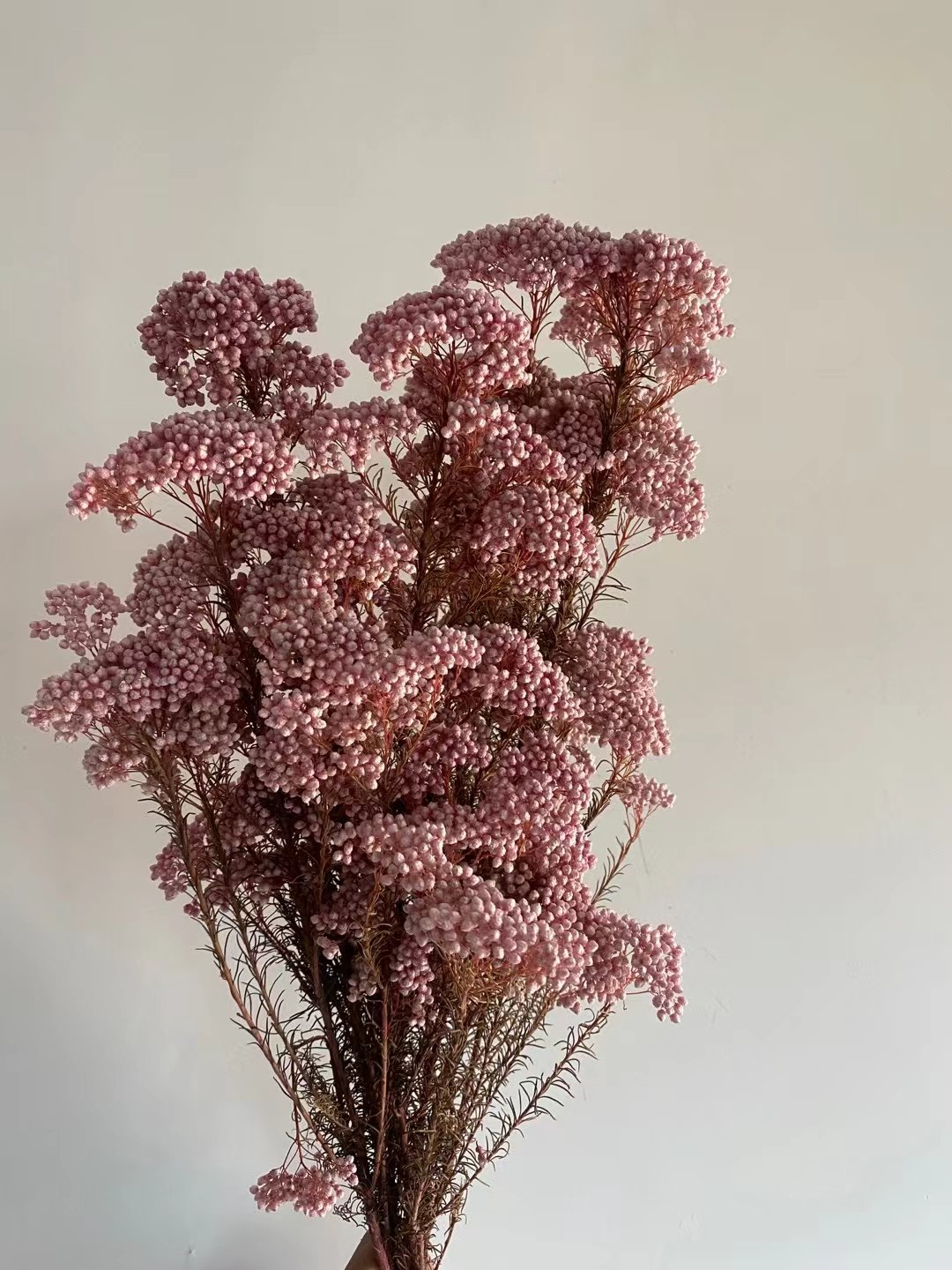 Yunnan DIY Preserved Flower Rice flower Ozothamnus For floral centerpieces for wedding table