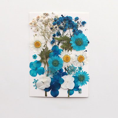 2023 New Product Wholesale Reasonable Price Natural Preserved Flowers Plants DIY Materials Pressed Flowers