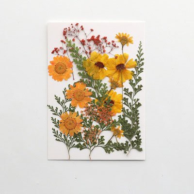 2023 New Product Wholesale Reasonable Price Natural Preserved Flowers Plants DIY Materials Pressed Flowers