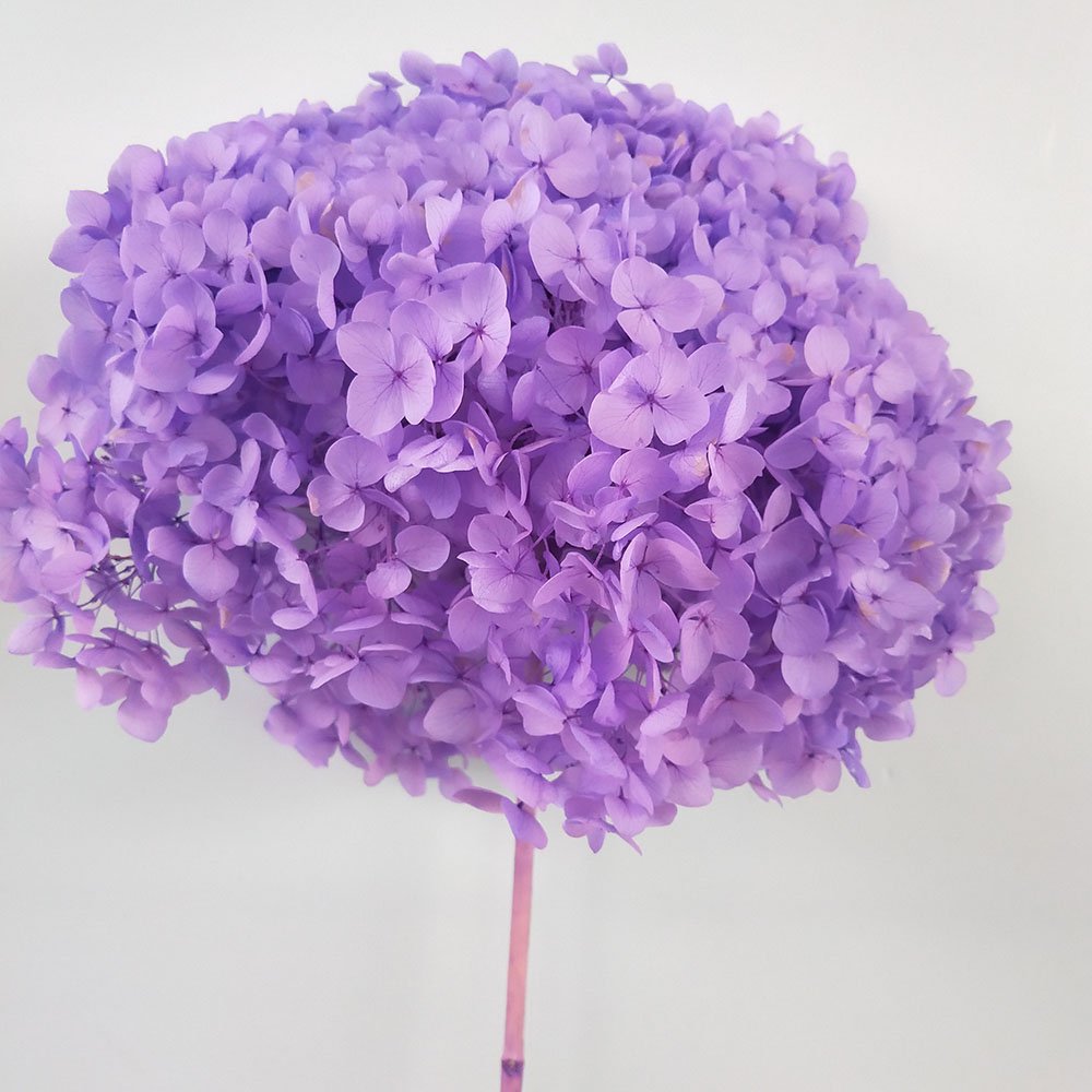 Culinan New Factory wholesale preserved natural dried flower hydrangea for wedding decorations real touch hydrangea