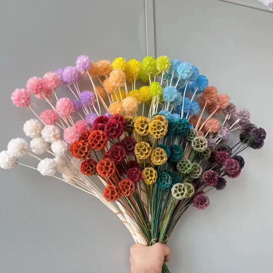 10Pcs Single-head Floral Arrangement Natural Dried Flowers Preserved Pristimera Pristimera cambodian Foliage Windmill Fruit Sca