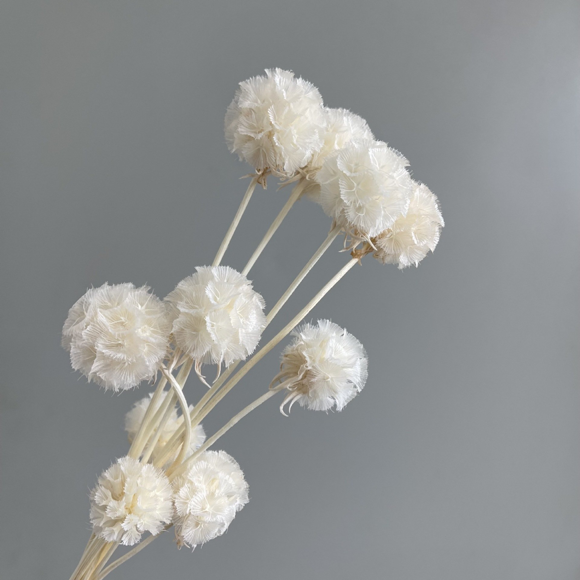 10Pcs Single-head Floral Arrangement Natural Dried Flowers Preserved Pristimera Pristimera cambodian Foliage Windmill Fruit Sca