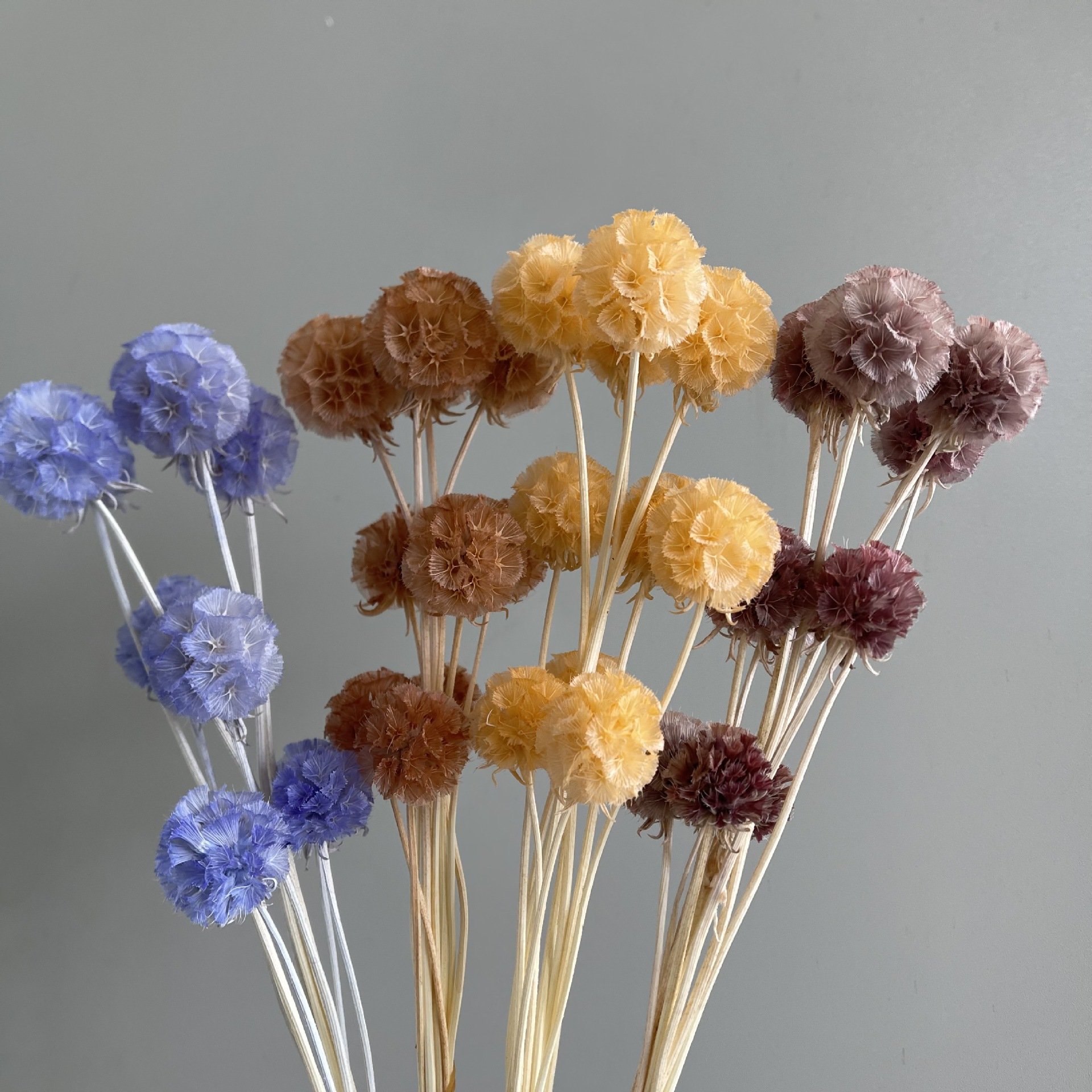10Pcs Single-head Floral Arrangement Natural Dried Flowers Preserved Pristimera Pristimera cambodian Foliage Windmill Fruit Sca