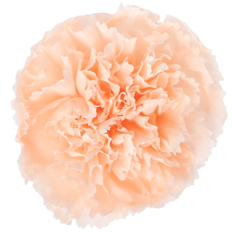 2023 most popular preserved carnation preserved Flower Decorative Flowers for Home Decoration