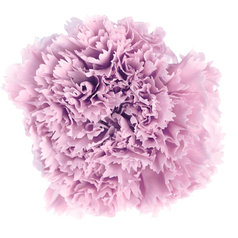 2023 most popular preserved carnation preserved Flower Decorative Flowers for Home Decoration
