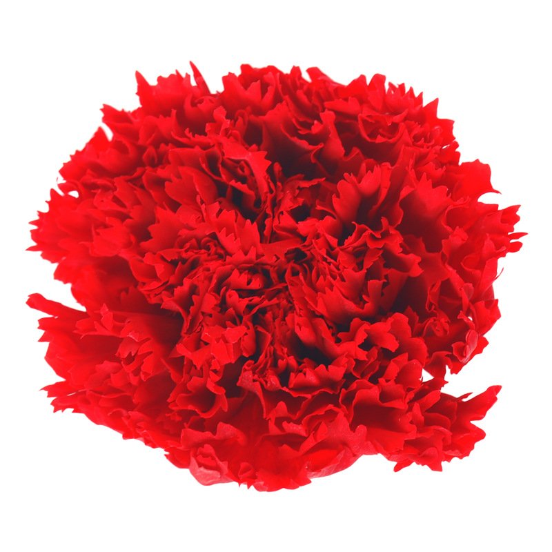 2023 most popular preserved carnation preserved Flower Decorative Flowers for Home Decoration