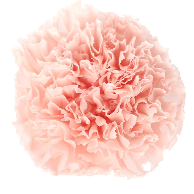 2023 most popular preserved carnation preserved Flower Decorative Flowers for Home Decoration