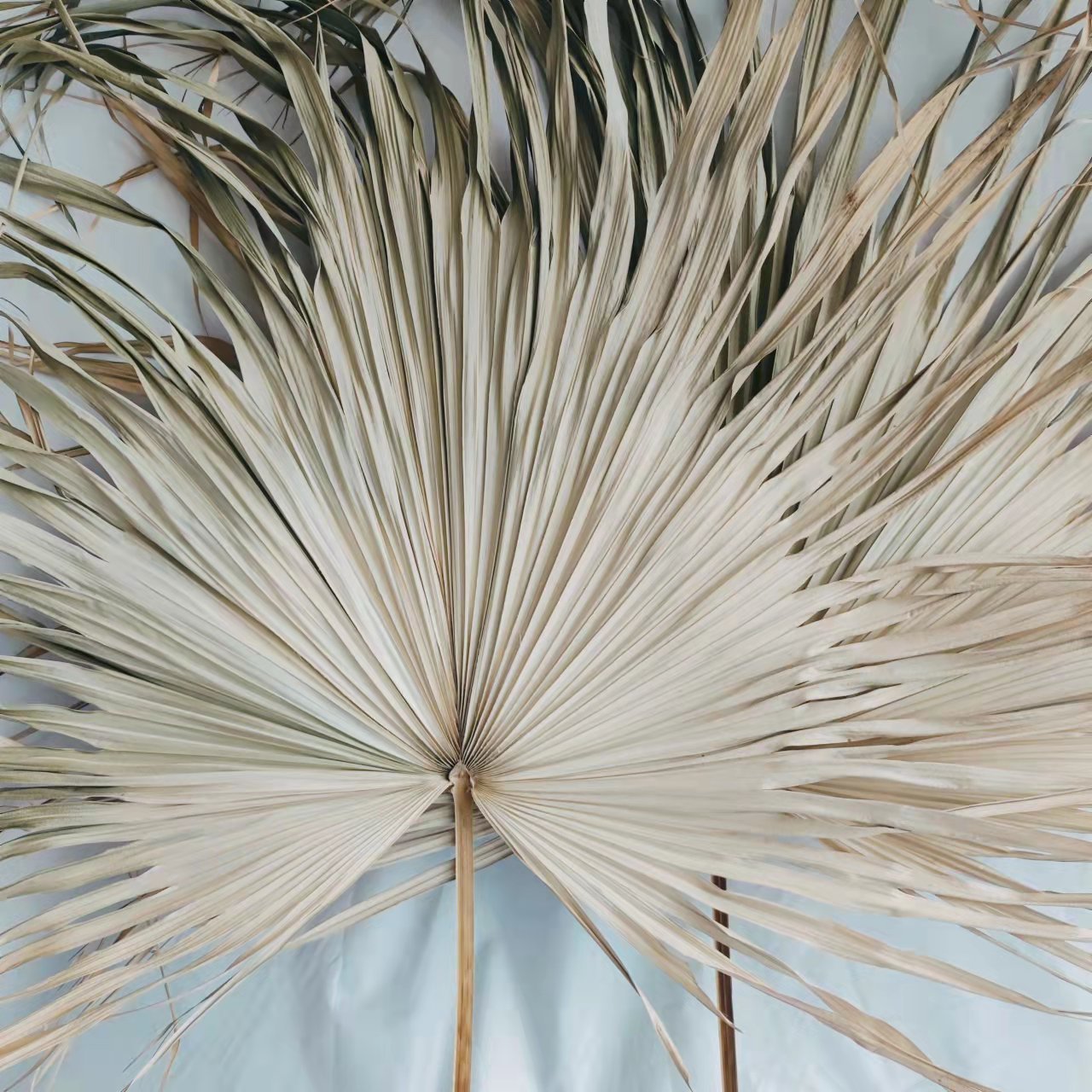 Hot Sell wholesale Preserved flower natural dry flowers palm-leaf fan