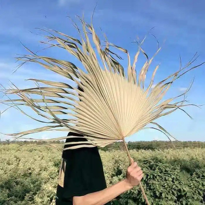 Hot Sell wholesale Preserved flower natural dry flowers palm-leaf fan