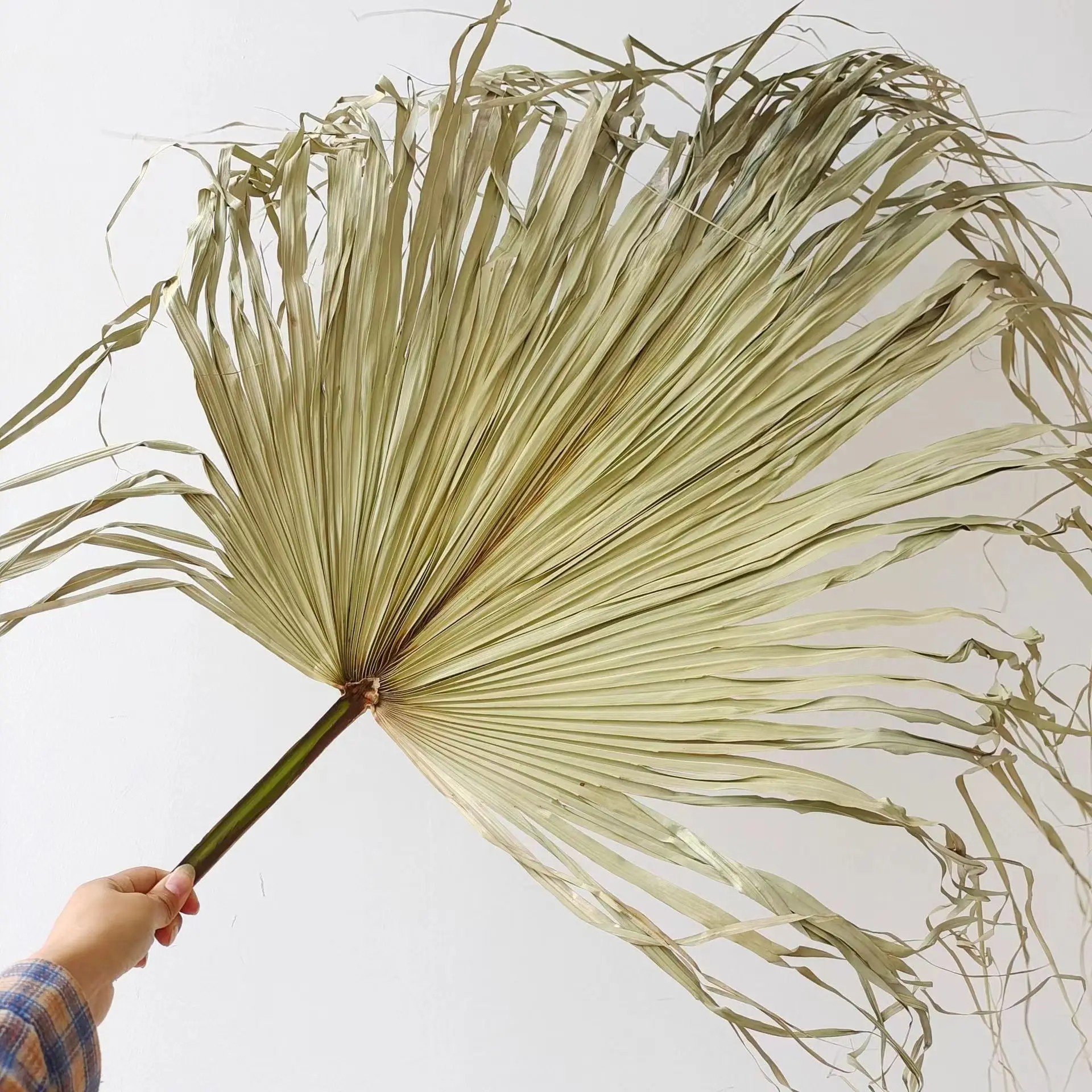 Hot Sell wholesale Preserved flower natural dry flowers palm-leaf fan