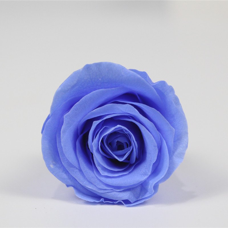 Australia permitted preserved rose preserevd flower for vase flowers craft