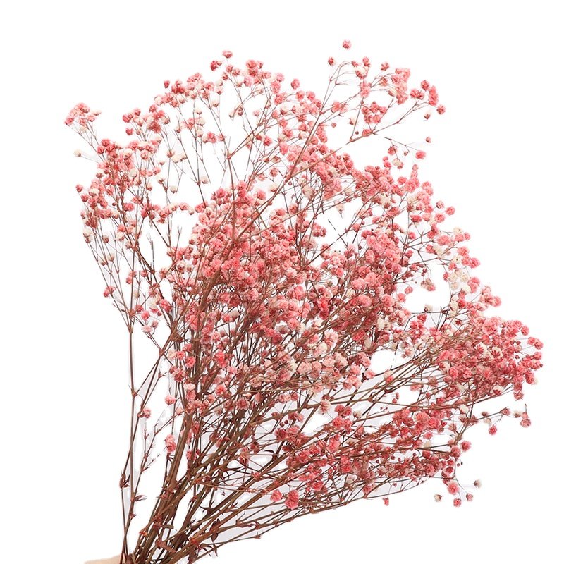 BLH Natural Dried Preserved Immortal Crystal Artifical Babysbreath Flower For Home Wedding Decoration Best gift for Valentine's day