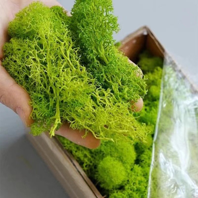 Wholesale Icelandic Lichen natural moss stabilized preserved reindeer moss for terrarium craft wedding art
