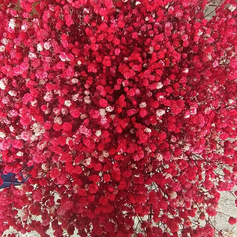 Natural Style Preserved Baby Breath Flowers Dried Gypsophila Wedding Home Decor Halloween Graduation Gifts Direct Factory Supply