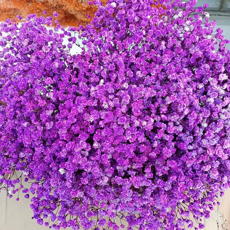 Natural Style Preserved Baby Breath Flowers Dried Gypsophila Wedding Home Decor Halloween Graduation Gifts Direct Factory Supply