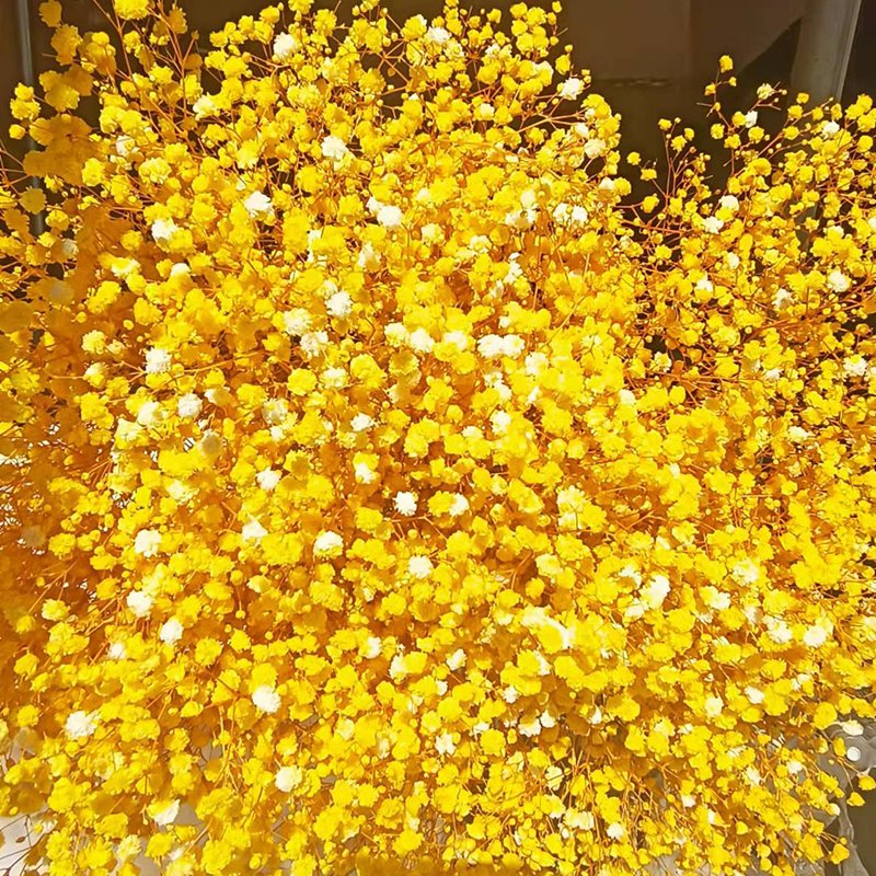 Natural Style Preserved Baby Breath Flowers Dried Gypsophila Wedding Home Decor Halloween Graduation Gifts Direct Factory Supply