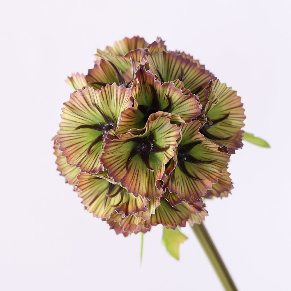 Preserved Windmill wholesale ball shape dry flower windmill fruit flowers Scabiosa Atropurpurea Pristimera Preserved Flower
