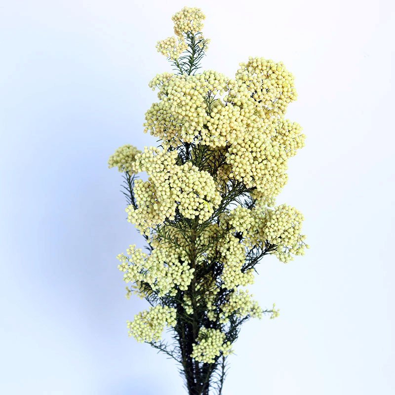 Yunnan 2023 most popular preserved rice flower preserved Flower Decorative Flowers for Home Decoration