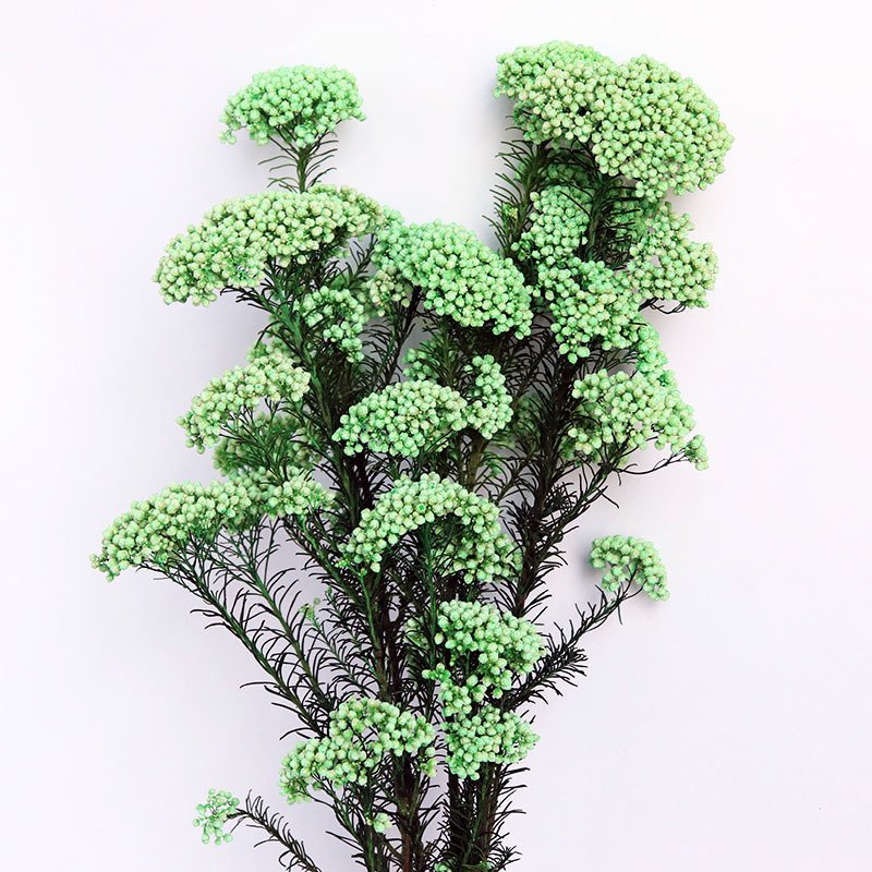 Yunnan 2023 most popular preserved rice flower preserved Flower Decorative Flowers for Home Decoration