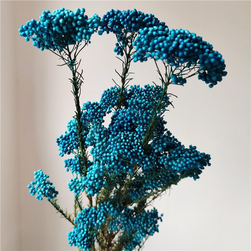 Yunnan 2023 most popular preserved rice flower preserved Flower Decorative Flowers for Home Decoration