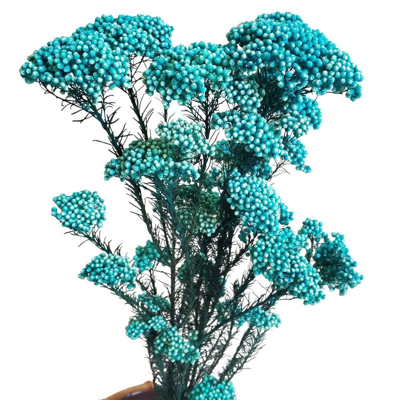 Yunnan 2023 most popular preserved rice flower preserved Flower Decorative Flowers for Home Decoration