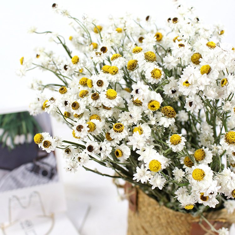 Wholesale natural real touch flower daisy flower For Wedding Flower Decoration