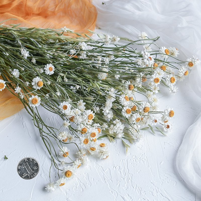 Wholesale natural real touch flower daisy flower For Wedding Flower Decoration