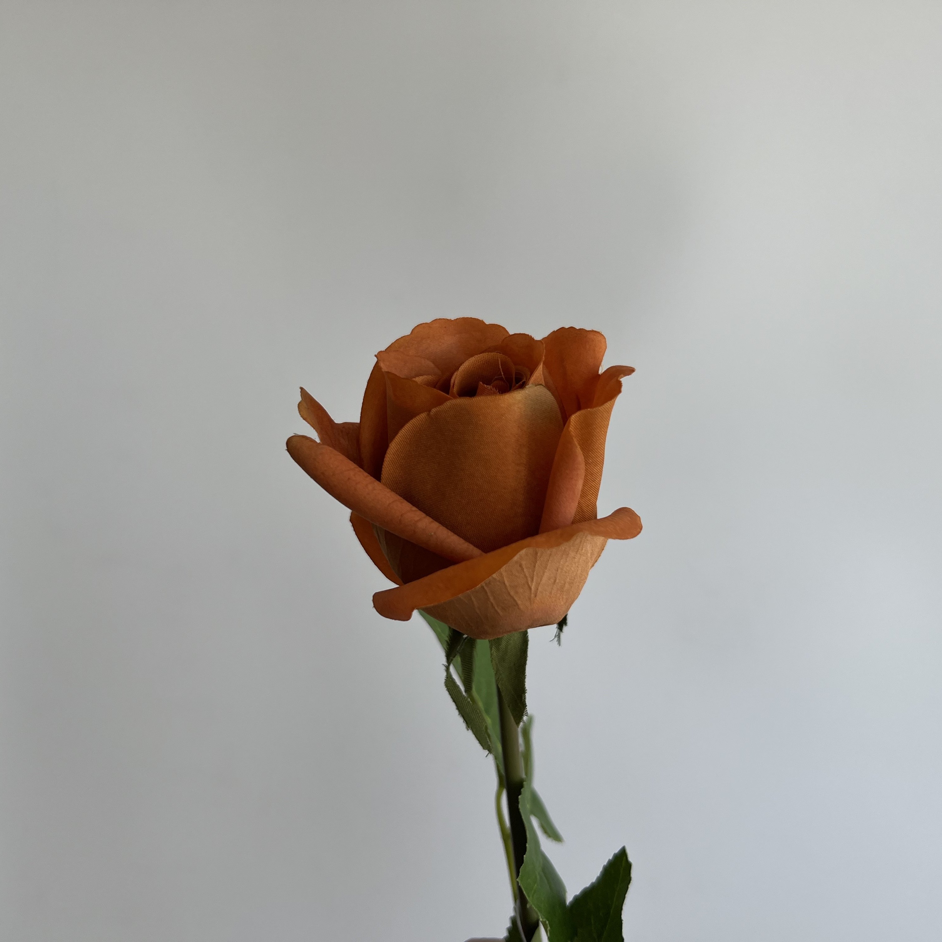 JCF404 High Quality Real Touch Rose Single Flower Latex Roses Faux Silk Roses