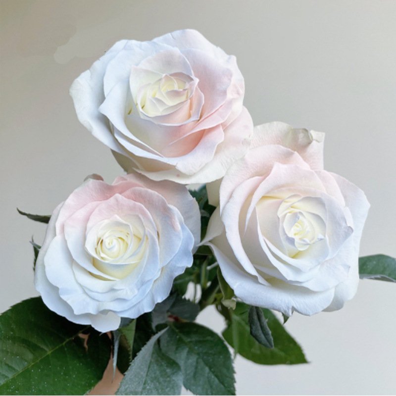 Real Red Fresh Preserved Nozzles Spray Paint Natural Color Design Master Flower for Flowers Decorative Flowers & Wreaths CN;YUN