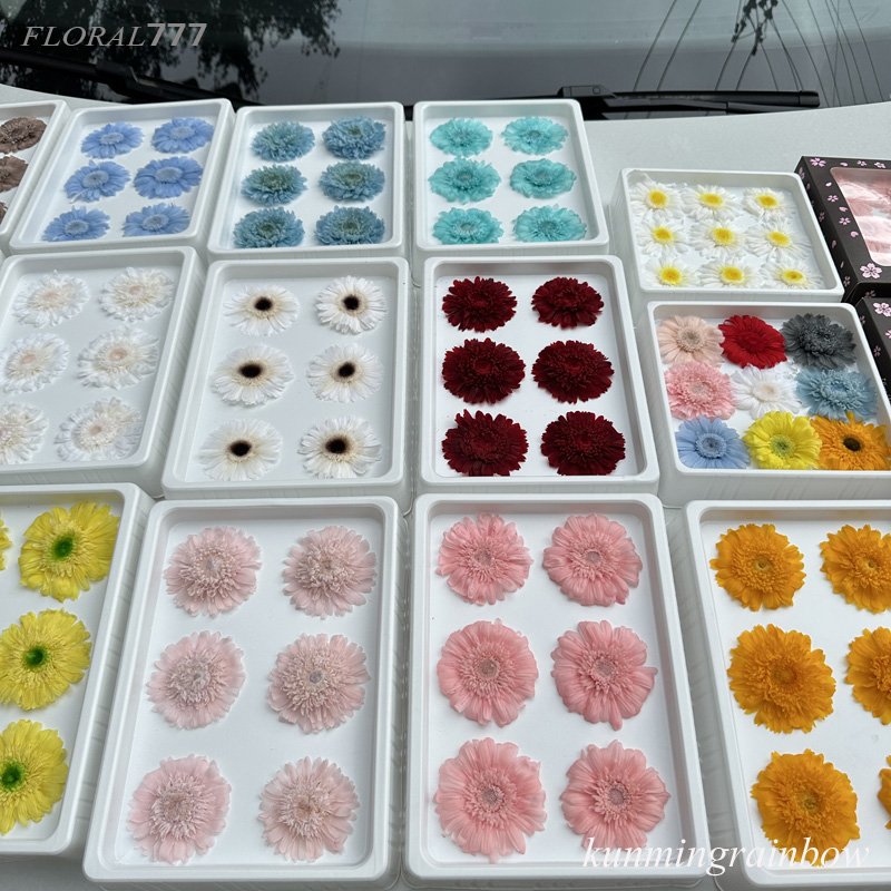 100% Natural Everlasting Preserved Gerbera Daisy Flowers For Floral arrangement