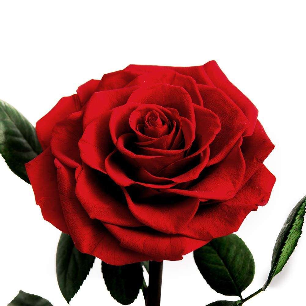Wholesale rosa en cupula de vidrio preserved rose glass dome forever roses preserved roses in glass dome flower