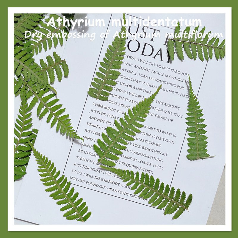 Real Dried Pressed Flower Leaf Dryopteris monkey Dried Flowers