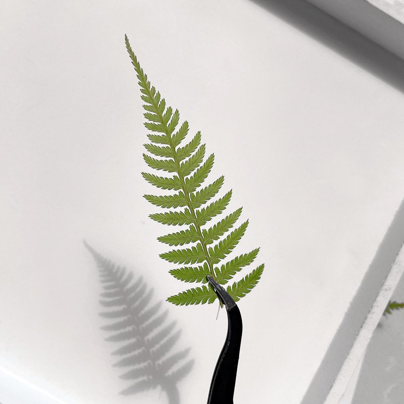 Real Dried Pressed Flower Leaf Dryopteris monkey Dried Flowers