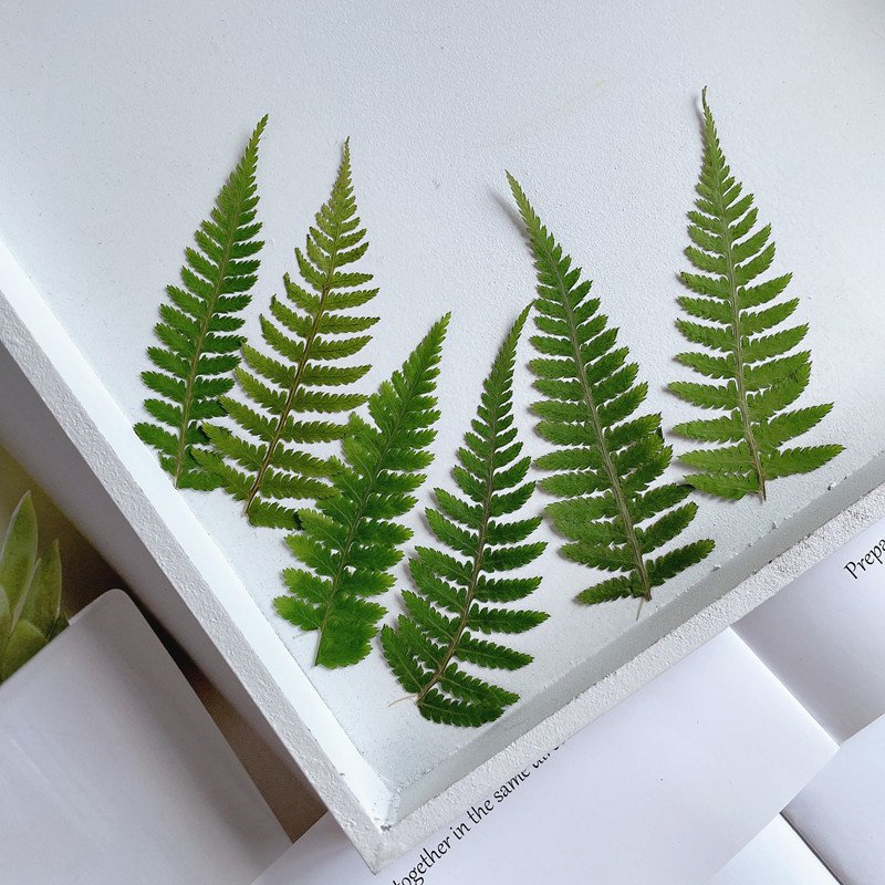 Real Dried Pressed Flower Leaf Dryopteris monkey Dried Flowers