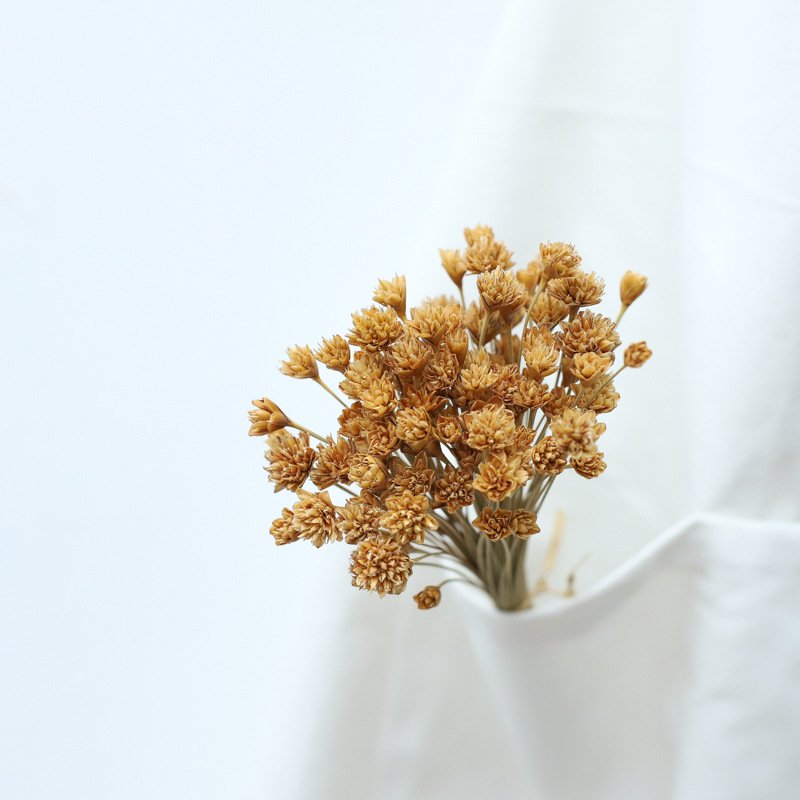 2020 Wholesale Dried Flower preserved Flower Small Mountain flower For home decoration