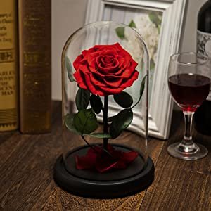 Little Prince Stabilized Big Bella Beast Rose Stem Real Forever Eternal Glass Dome Preserved Flowers