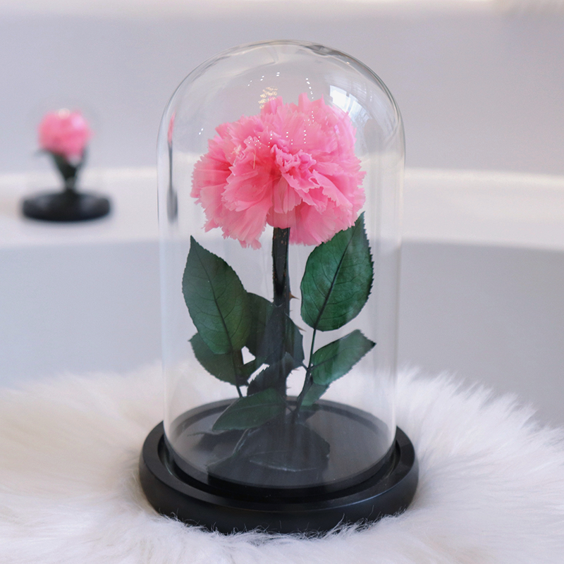 Wholesale Preserved Carnation With Dome Carnation Preserved Flower Customised Preserved Carnation for Teacher's Day Gifts