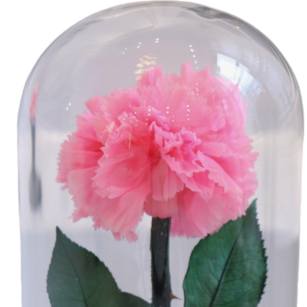 Wholesale Preserved Carnation With Dome Carnation Preserved Flower Customised Preserved Carnation for Teacher's Day Gifts