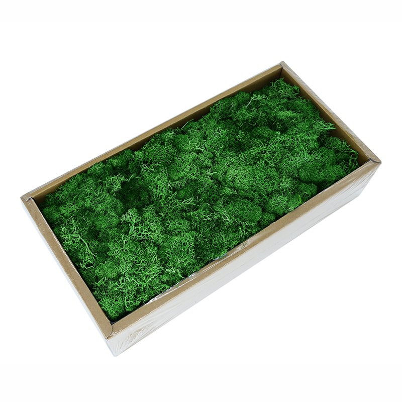 Wholesale Preserved Flower Green Preserved Natural Reindeer Moss Leucobryum Glaucum For Decoration
