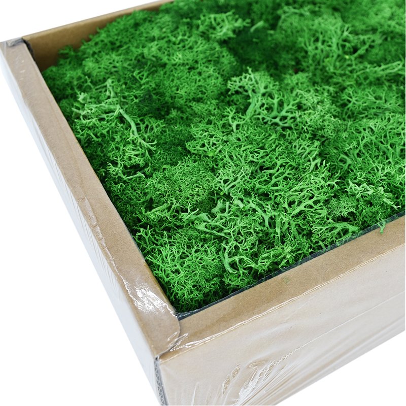 Wholesale Preserved Flower Green Preserved Natural Reindeer Moss Leucobryum Glaucum For Decoration