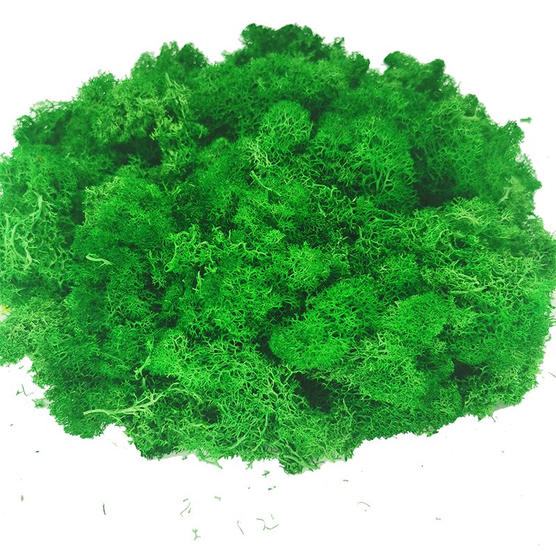 Wholesale Preserved Flower Green Preserved Natural Reindeer Moss Leucobryum Glaucum For Decoration