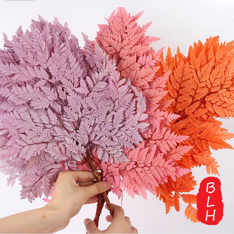 BLH Preserved Flower Material Preserved Alpine Fern Natural Dried Leaves For Flower Bouquet Decoration Specimen Drip Plant