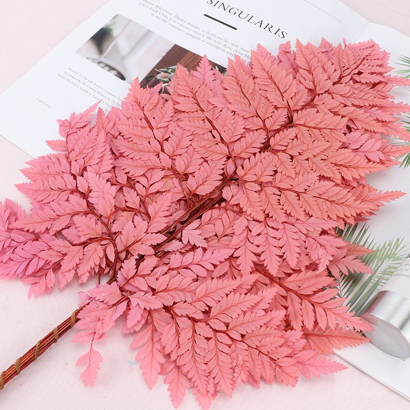 BLH Preserved Flower Material Preserved Alpine Fern Natural Dried Leaves For Flower Bouquet Decoration Specimen Drip Plant
