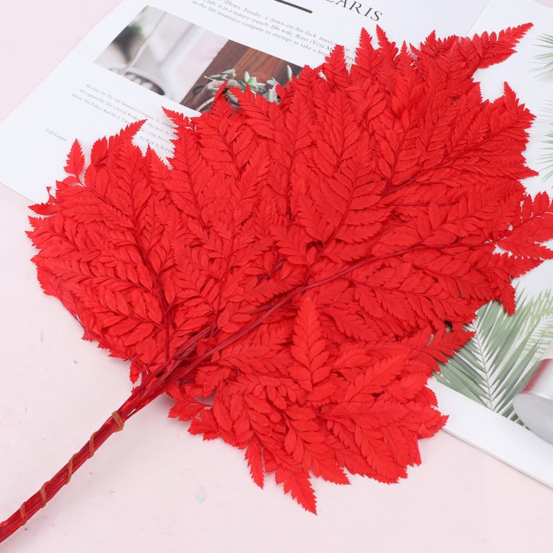 BLH Preserved Flower Material Preserved Alpine Fern Natural Dried Leaves For Flower Bouquet Decoration Specimen Drip Plant