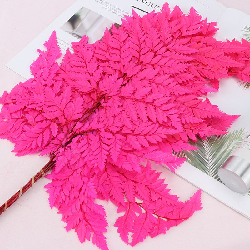 BLH Preserved Flower Material Preserved Alpine Fern Natural Dried Leaves For Flower Bouquet Decoration Specimen Drip Plant