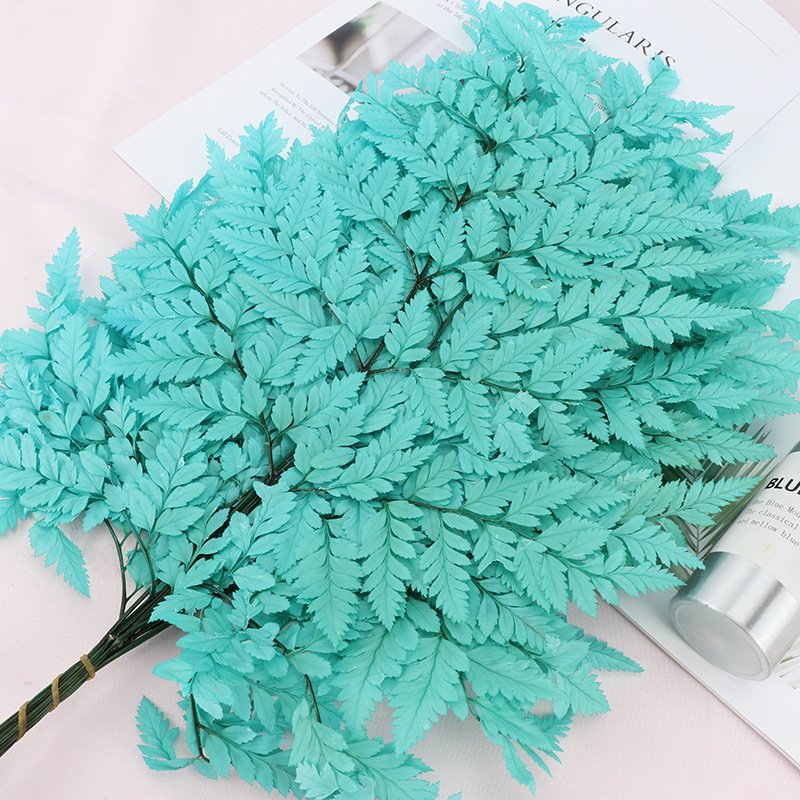 BLH Preserved Flower Material Preserved Alpine Fern Natural Dried Leaves For Flower Bouquet Decoration Specimen Drip Plant