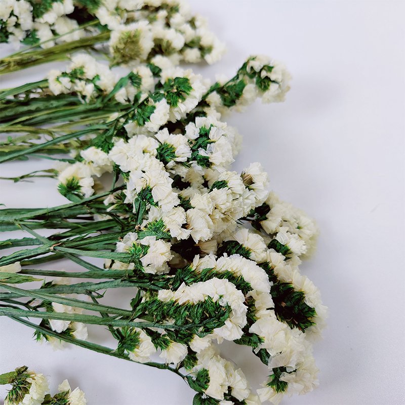 Preserved Myosotis Home Decoration Real Natural Long Lasting Flower Dried Statice Flower Preserved Myosotis Forget Me Not flower